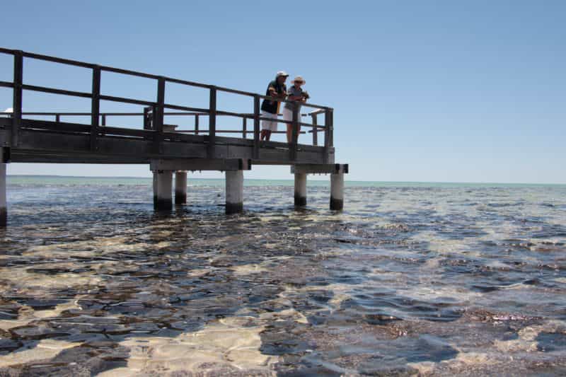 Hamelin Pool Stromatolites, Hamelin Pool, Western Australia