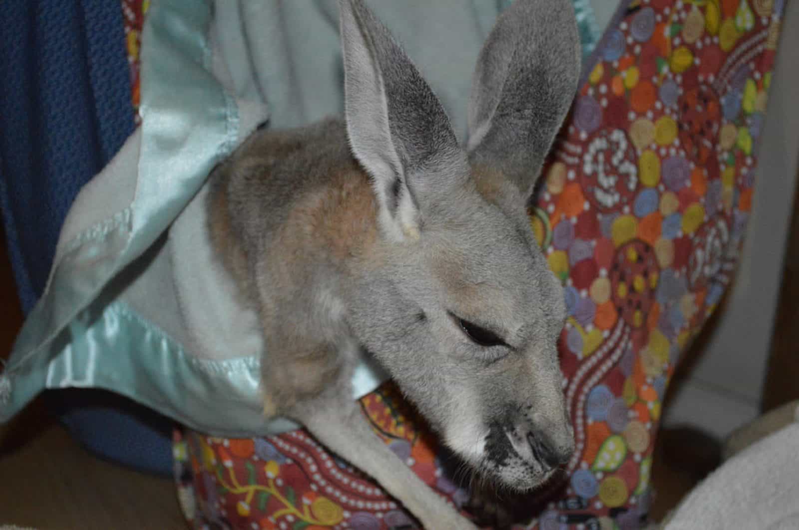 Kangaroo Haven Wildlife Rescue, Kununurra, Western Australia