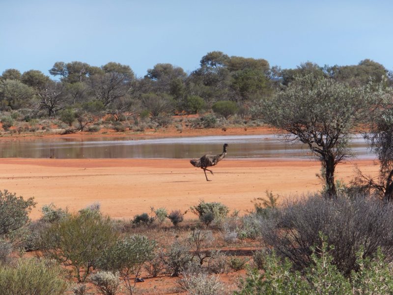 Karara Rangeland Park, Perenjori, Western Australia