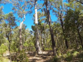 King Jarrah Tree, Wellington National Park, Western Australia