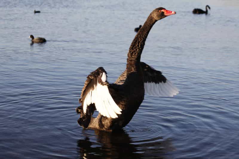 Black Swan Lake Monger Perth Western Australia