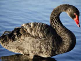 Black Swan Lake Monger
