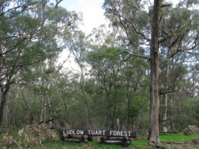 Ludlow Tuart Forest, Busselton, Western Australia
