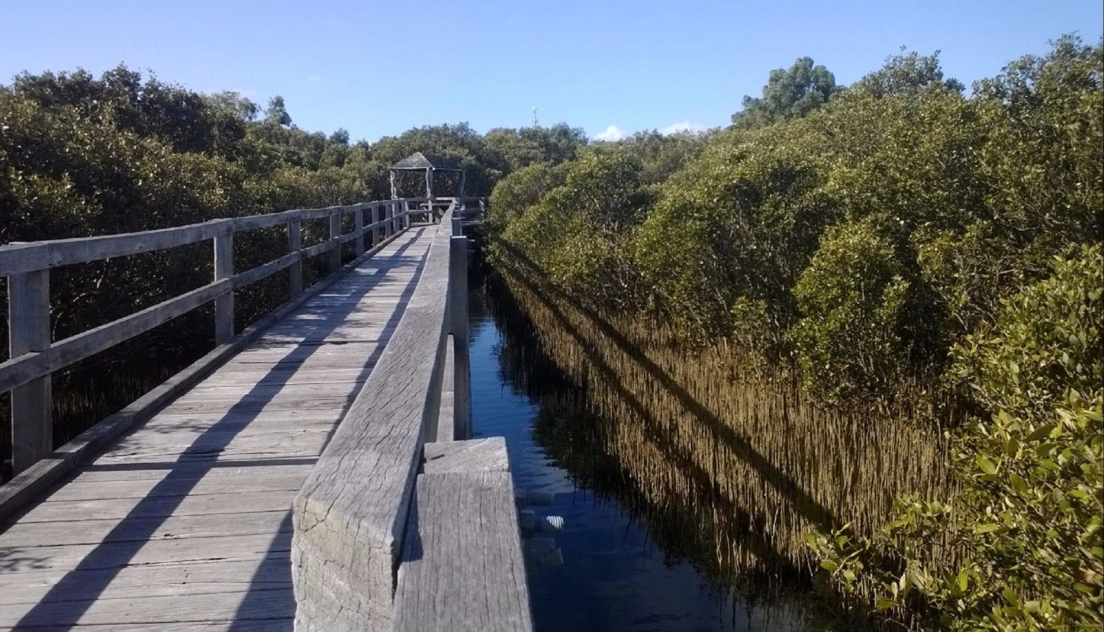 Mangrove Boardwalk, Bunbury, Western Australia
