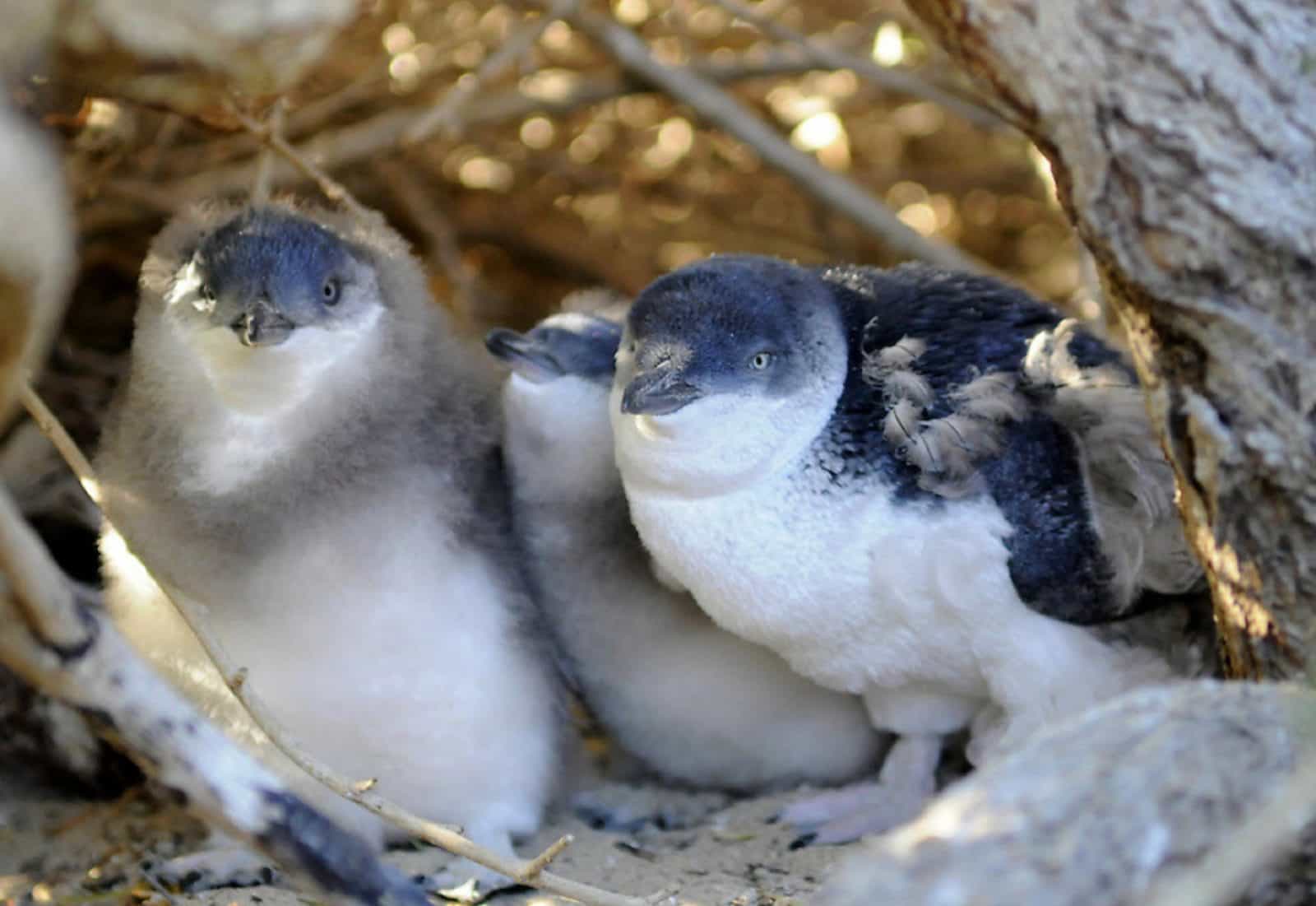 Penguin Island, Rockingham, Western Australia