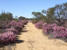 Reynoldson's Flora Reserve, Wongan Hills, Western Australia