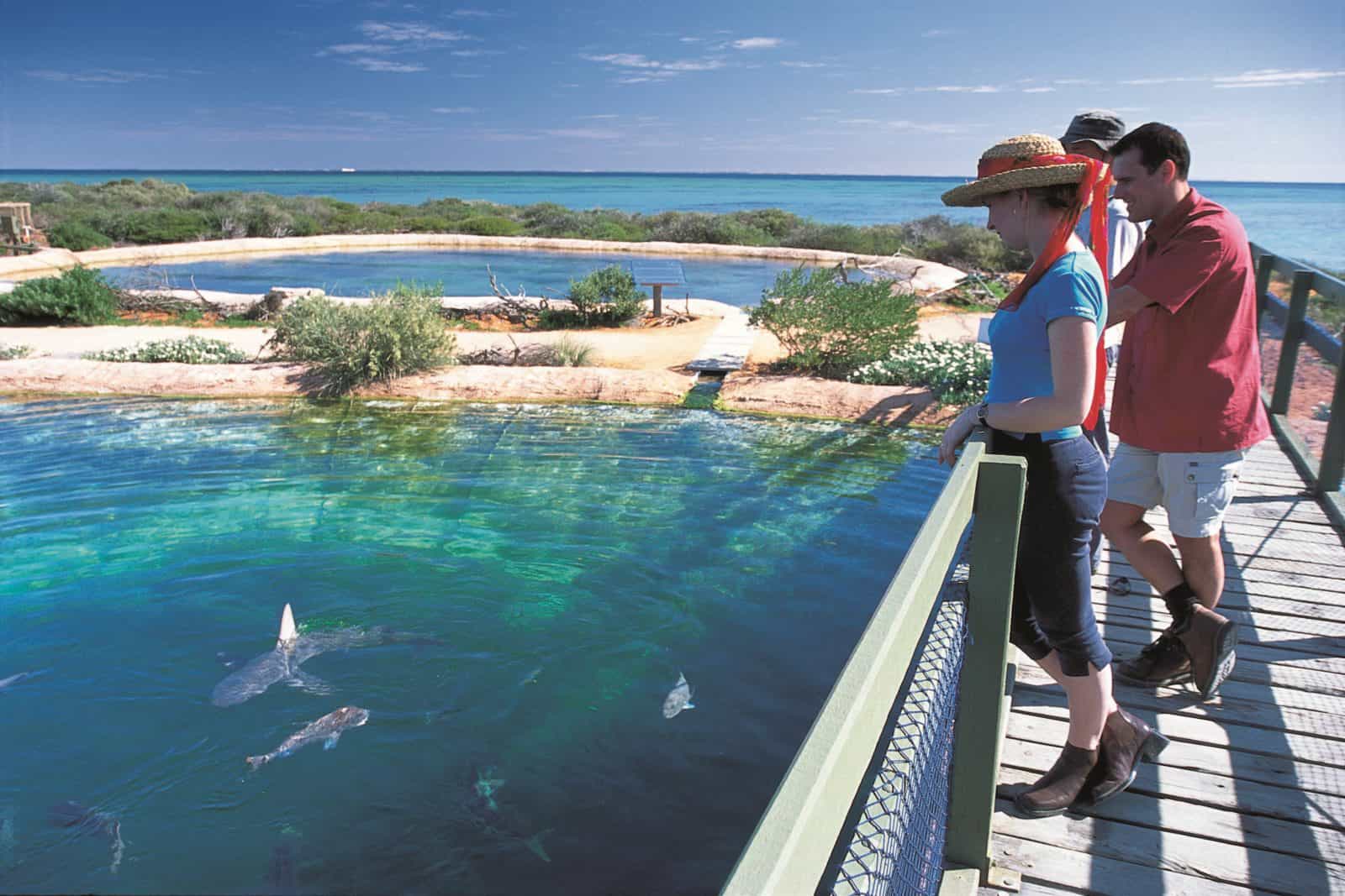 Shark Bay Marine Park, Denham, Western Australia