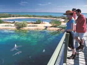 Shark Bay Marine Park, Denham, Western Australia