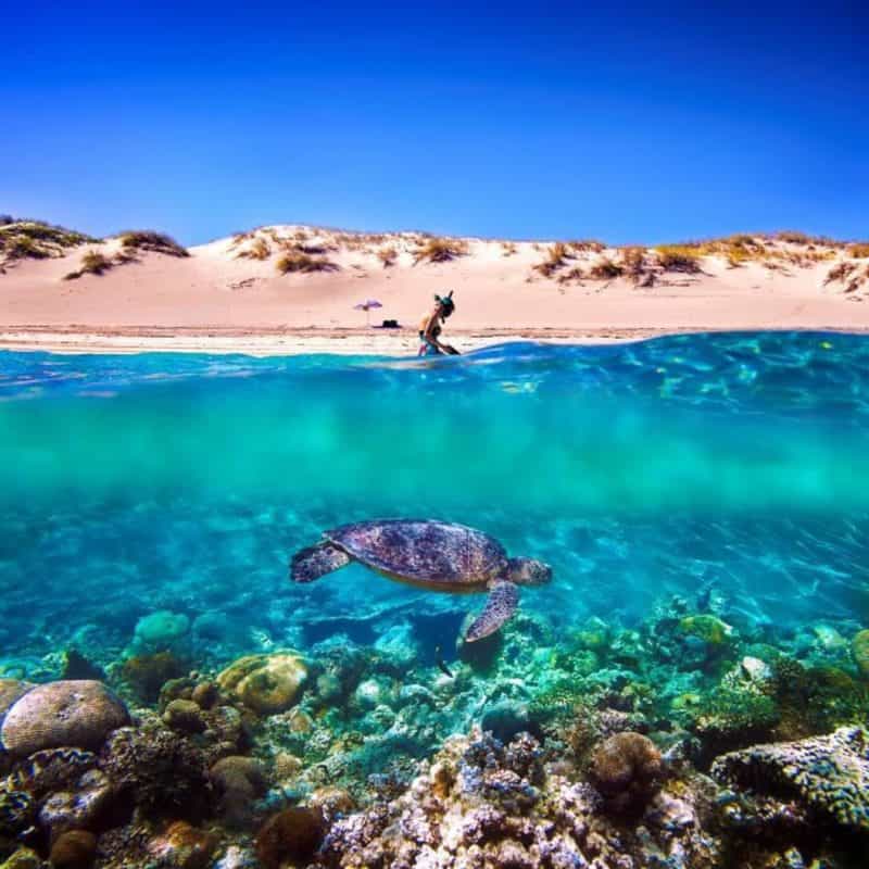 Snorkel the Ningaloo Reef, Exmouth, Western Australia