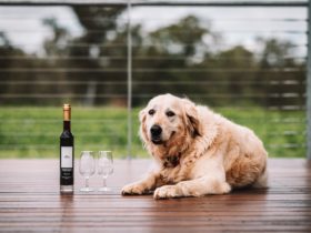 Fortified wine bottle, glasses and Golden Retriever