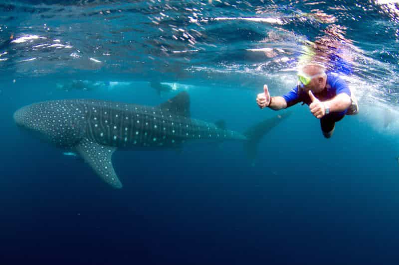Swim with Whale Sharks, Exmouth, Western Australia