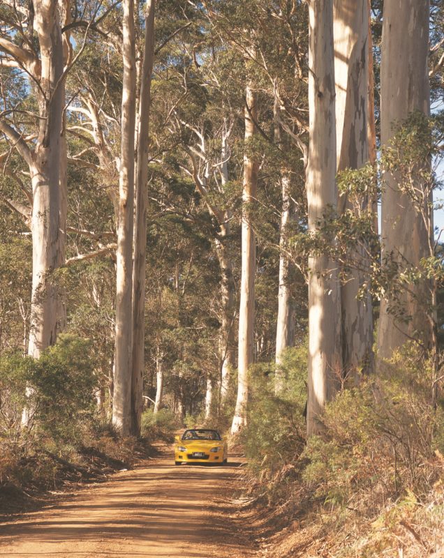 The Great Forest Trees Drive, Pemberton, Western Australia