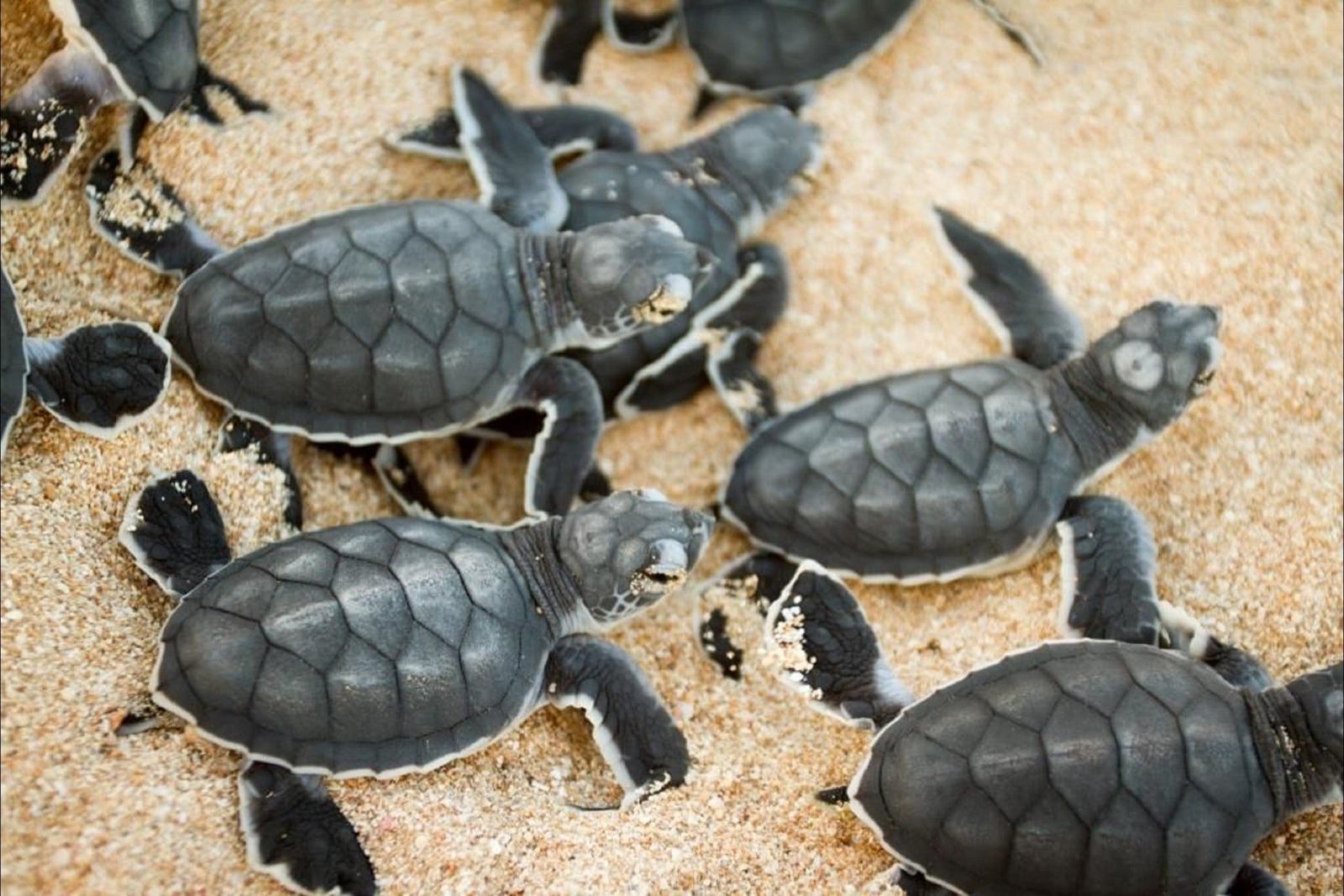 Turtle Nesting Season, Exmouth, Western Australia