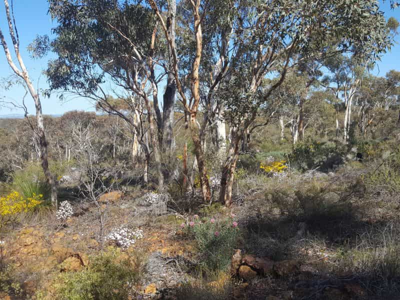 Wongamine Nature Reserve, Toodyay, Western Australia