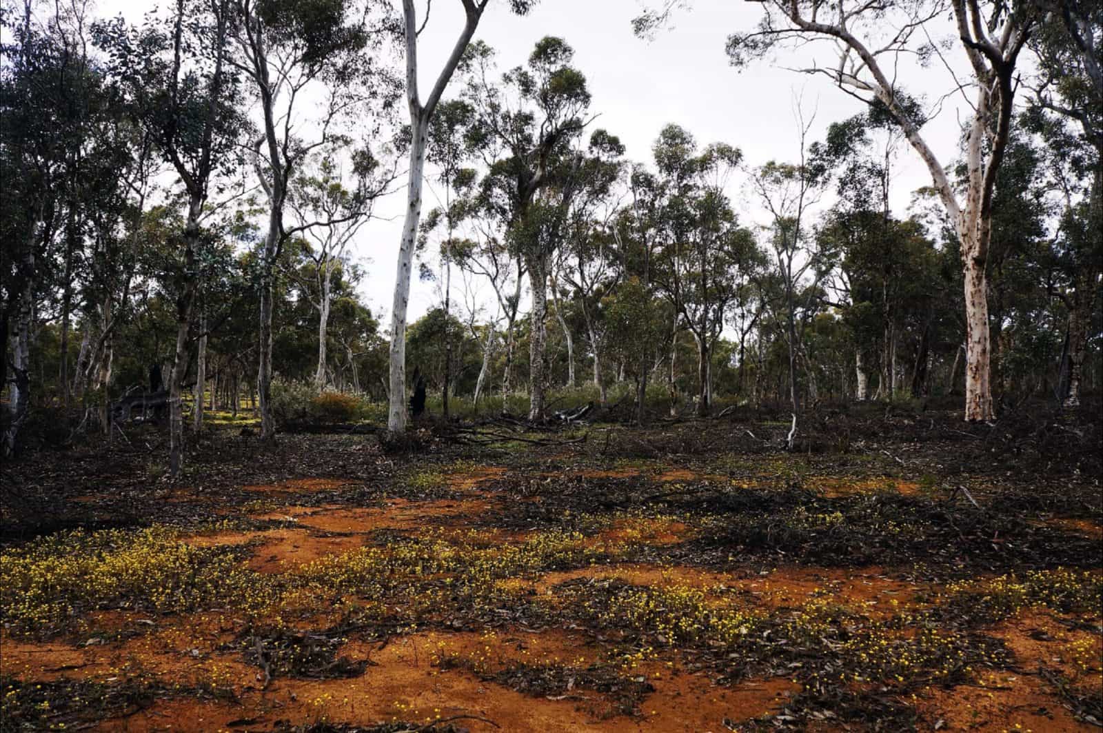 Woylie Walk, Dryandra Woodland, Narrogin, Western Australia