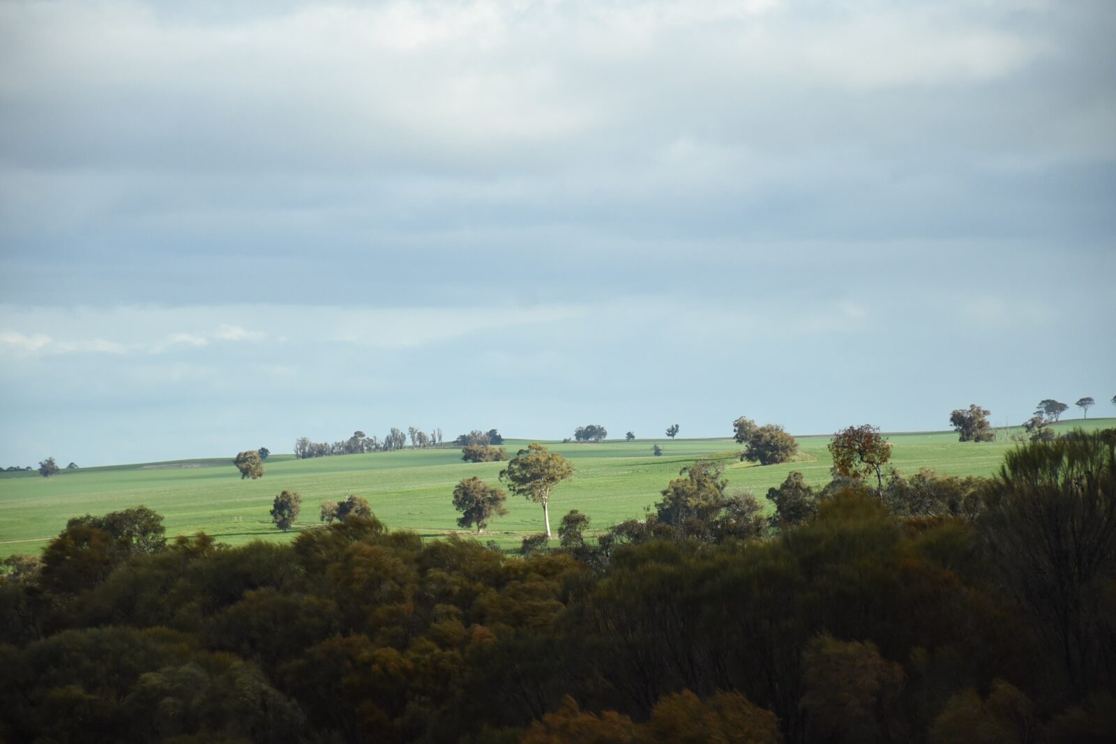 Picture is taken from the Yilliminning Rock overlooking the peaceful green Narrogin landscape.