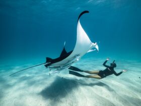 A woman diving with a manta ray