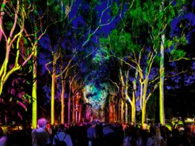 Colourful light that illuminates the tall trees at Boorna Waanginy - The Trees Speak