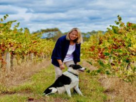 A lady in the Middle of wine field with a dog