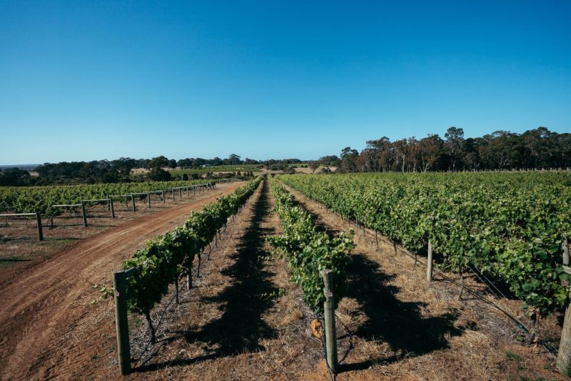 Fishbone Wines, Wilyabrup, Western Australia