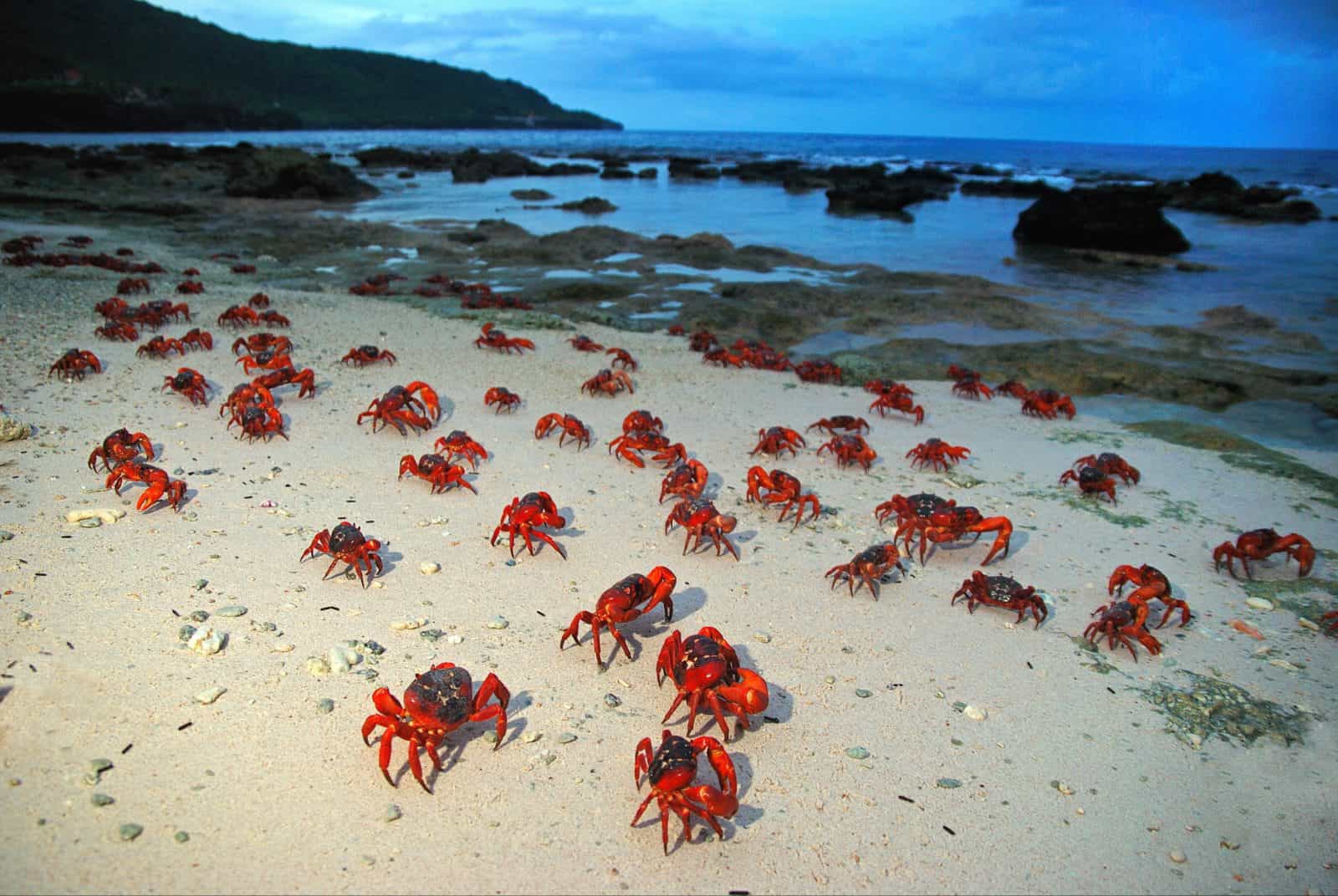 Red Crabs on Ethel Beach