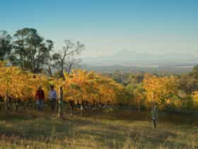 View from vineyard to the Stirling Range National Park