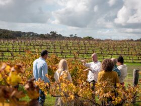 Learn from the best vineyards in the country