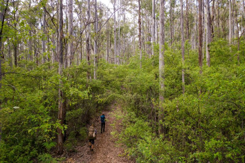 Two hikers walking through Karri forest on the Bibbulmun Track