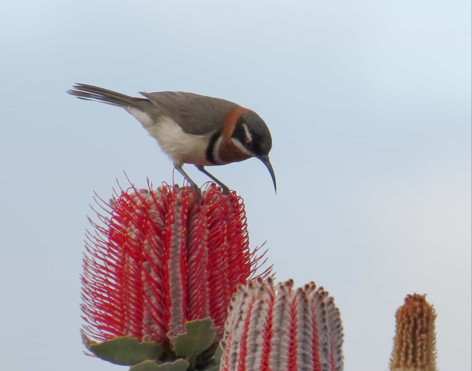 Birding South West, Manjimup, Western Australia