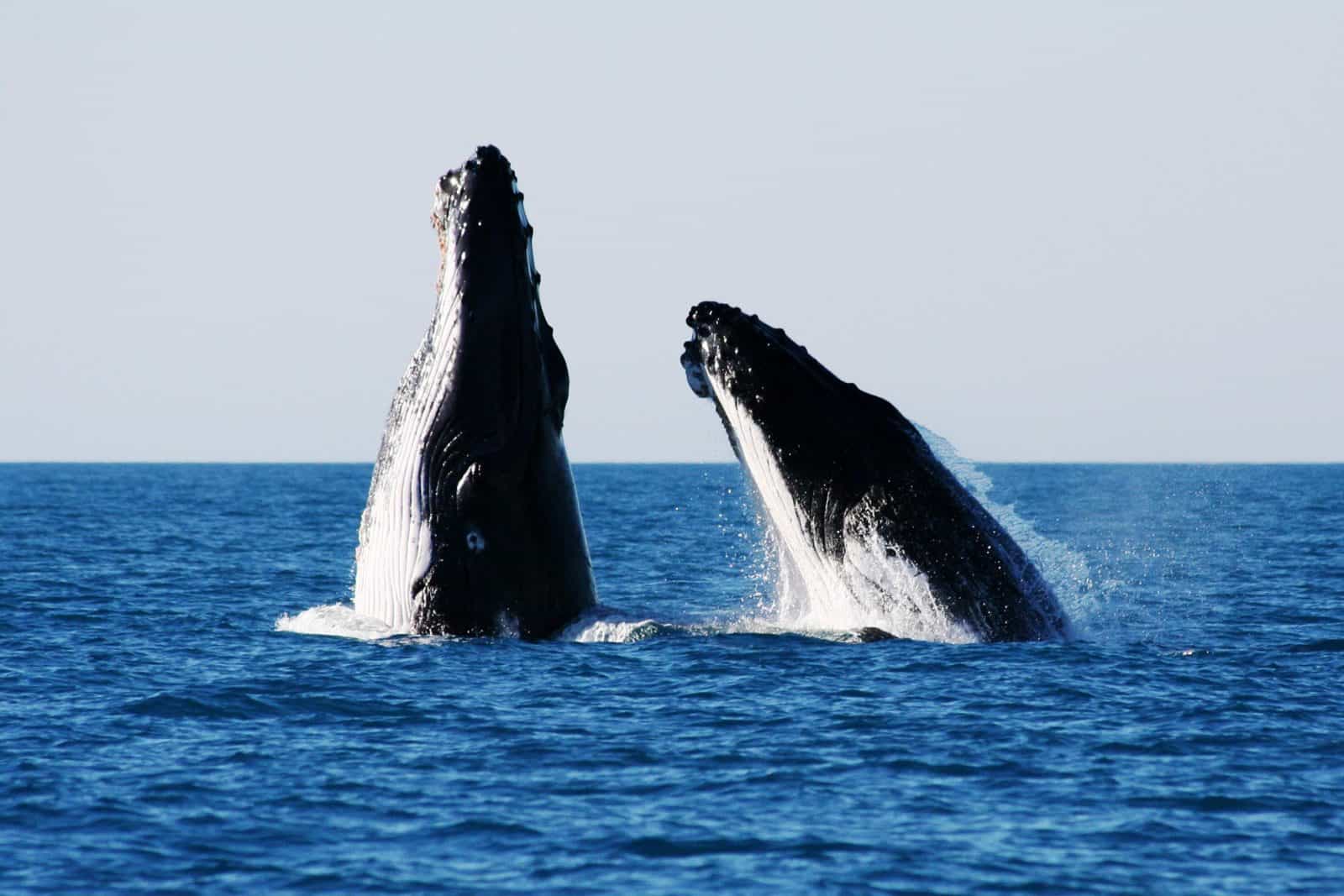 Broome Whale Watching, Djugun, Western Australia