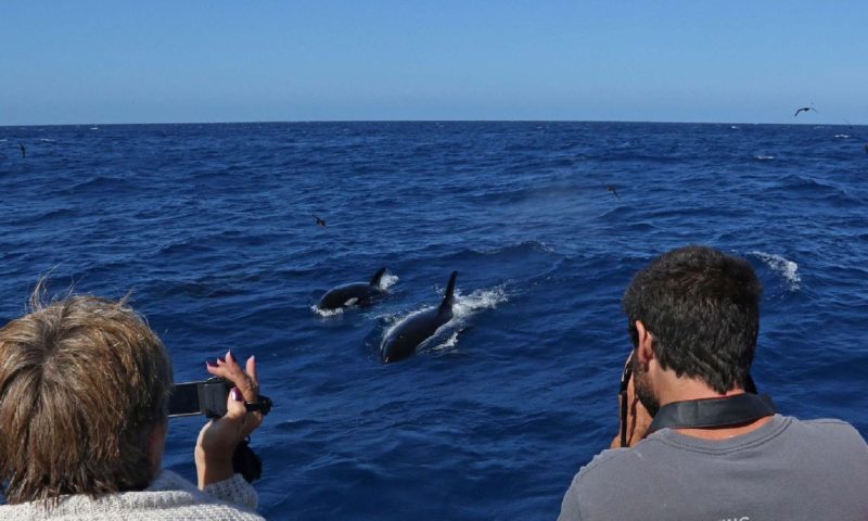 two people with cameras photographing orca in water