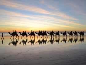 Sundowner Camel Tours, Broome, Western Australia