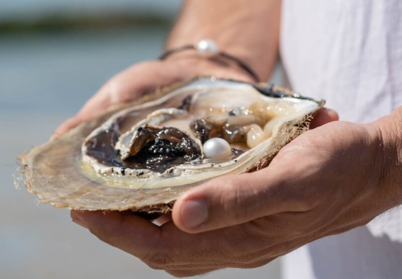 Australia South Sea pearl in oyster