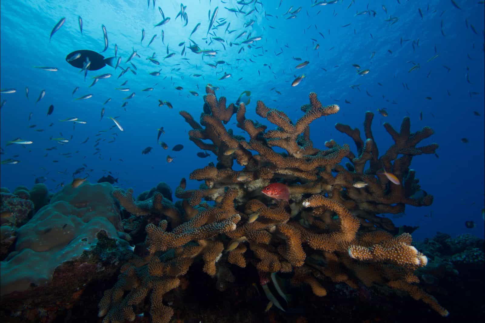 Extra Divers Christmas Island