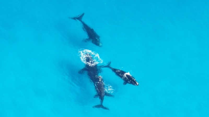 Southern Right Whales, Esperance
