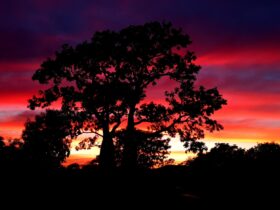 The Boab tree makes a striking silhouette against a beautiful Kimberley sunset