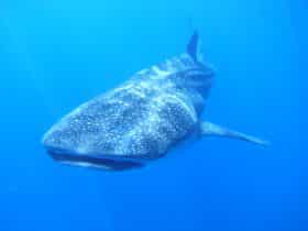 Ningaloo Whaleshark Swim, Exmouth, Western Australia