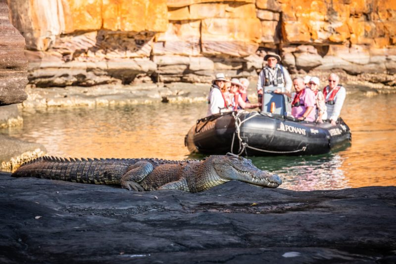 Crocodile spotting by Zodiac® with PONANT in the Kimberley