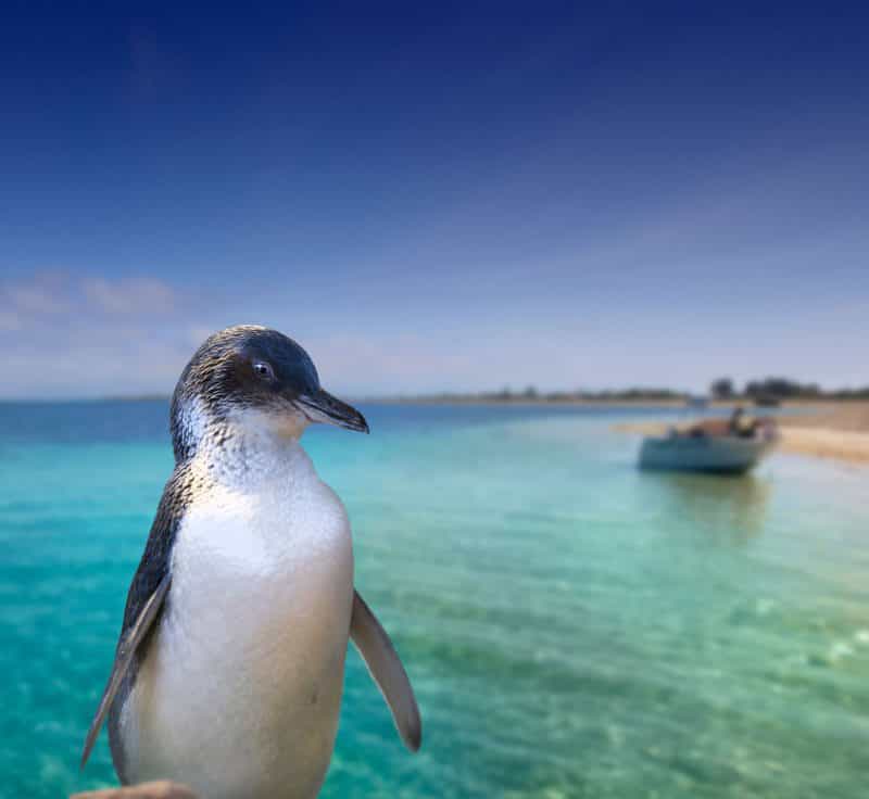 Rockingham Wild Encounters - Penguin Island Ferry and Cruises, Rockingham, Western Australia
