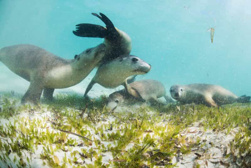 Sea Lion Charters, Jurien Bay, Western Australia